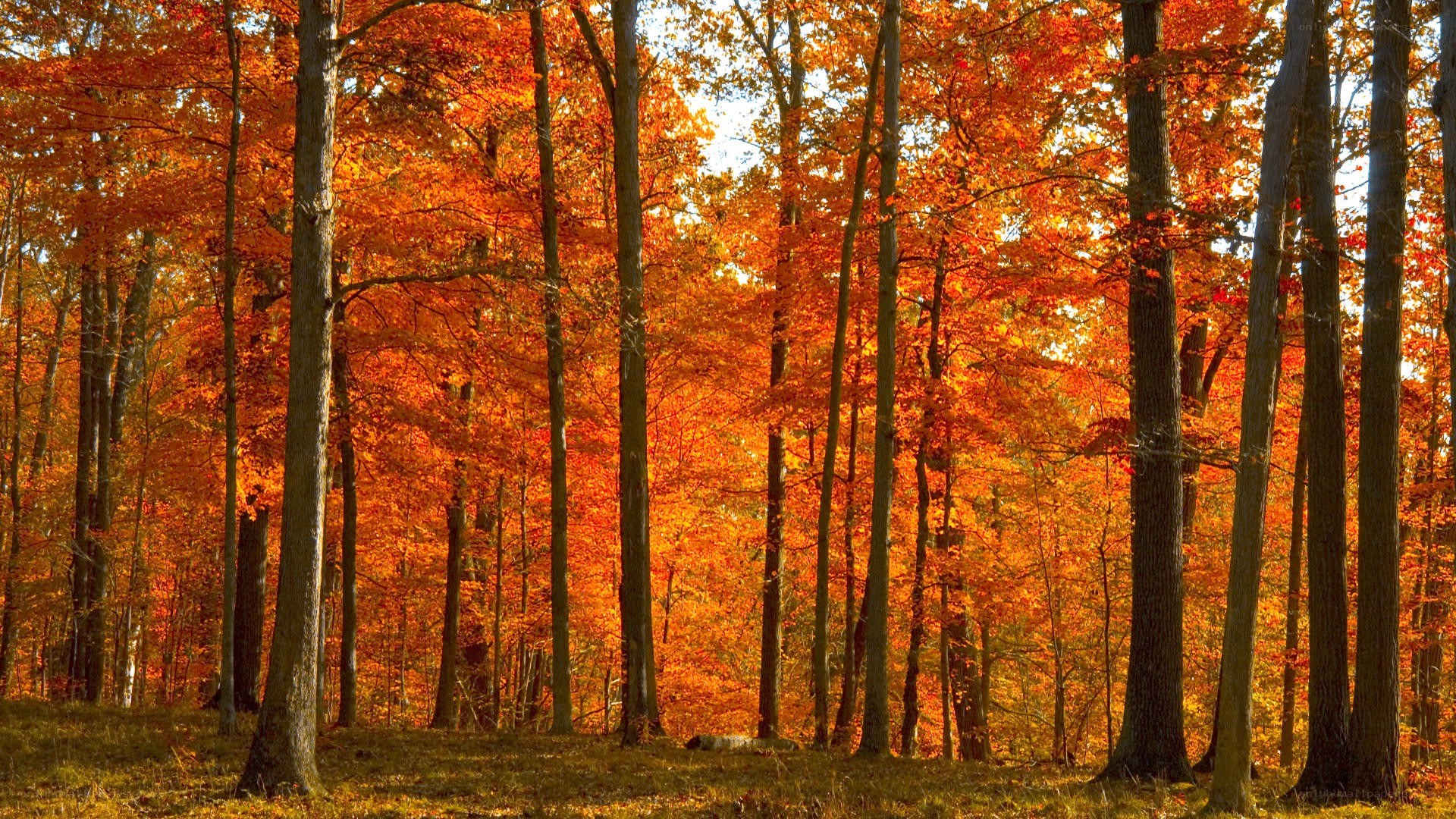 Autumn forest with orange leaves