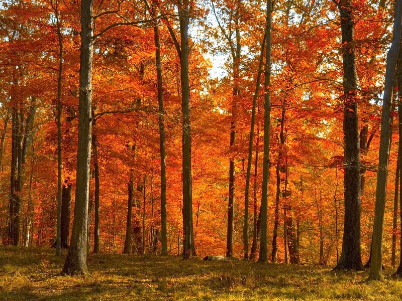 Autumn forest with orange leaves