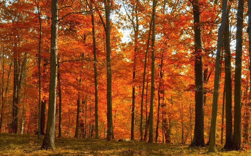 Autumn forest with orange leaves