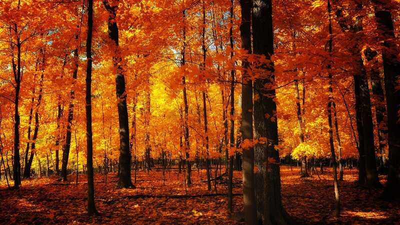 Autumn forest with orange leaves