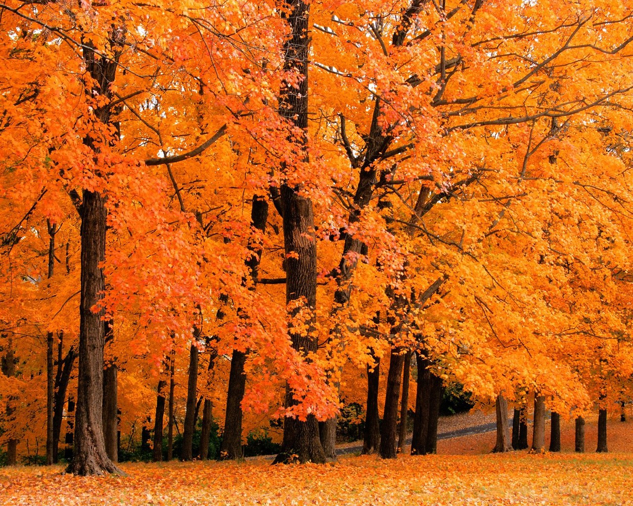Autumn forest with orange leaves