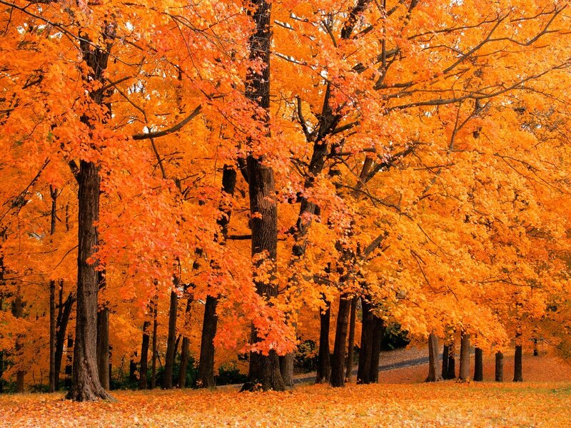 Autumn forest with orange leaves