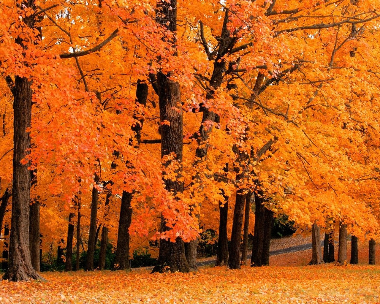 Autumn forest with orange leaves