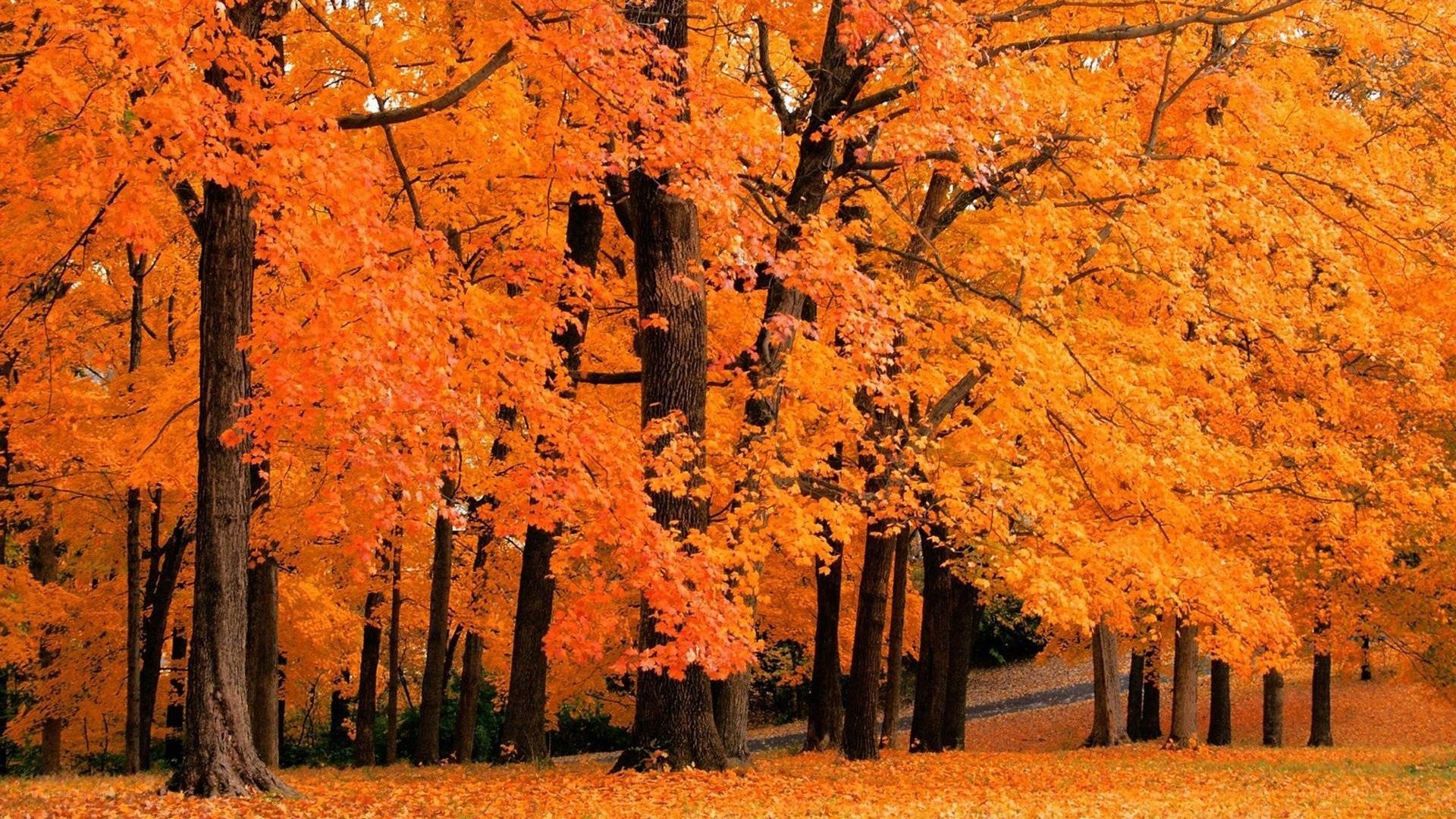 Autumn forest with orange leaves