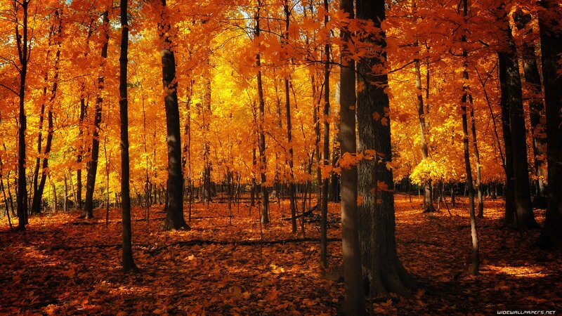 Autumn Forest with Orange Leaves — Fallen Leaves