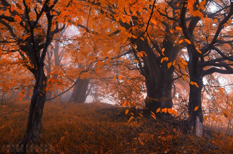 Autumn Forest with Orange Leaves — Misty