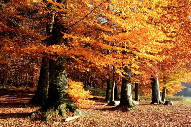 Autumn Forest with Orange Leaves — Serene, Photograph