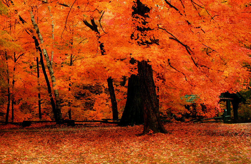 Autumn Forest with Orange Leaves — Serene, Photograph, Trees, Fallen Leaves, Bench