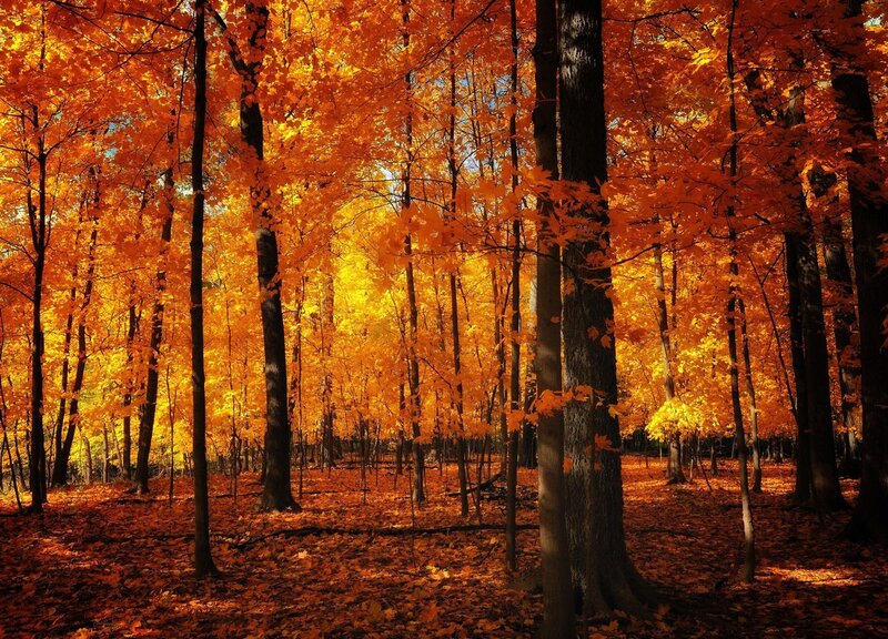Autumn Forest with Orange Leaves — Serene, Photograph, Trees, Fallen Leaves, Sunlight