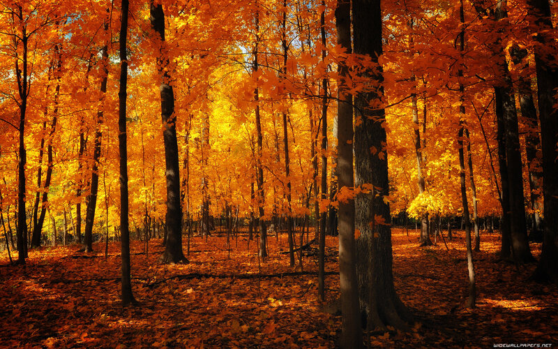 Autumn Forest with Orange Leaves — Serene, Photograph, Trees, Fallen Leaves