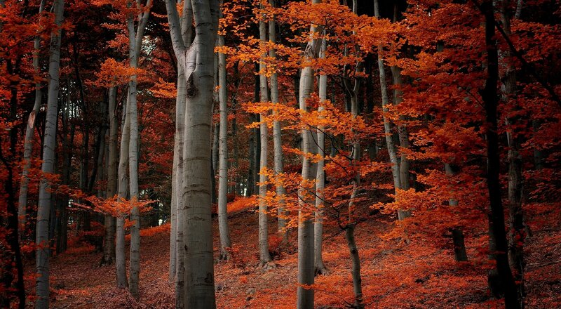 Autumn Forest with Orange Leaves — Serene, Photograph, Trees, Forest Floor