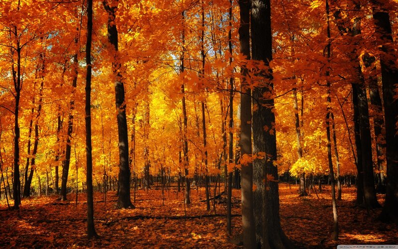 Autumn Forest with Orange Leaves — Serene, Photograph, Trees