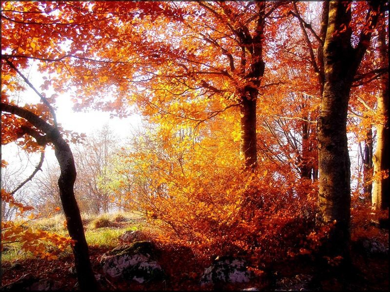 Autumn Forest with Orange Leaves — Serene
