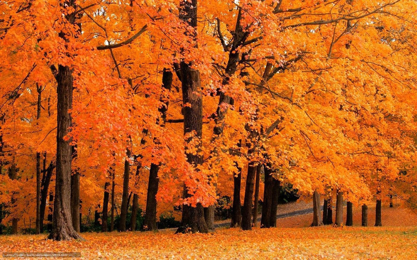 Autumn forest with orange leaves