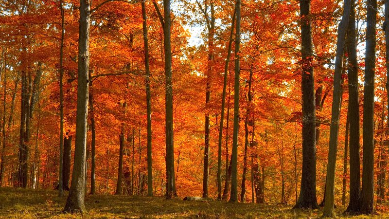 Autumn Forest with Orange Trees — Serene, Photograph