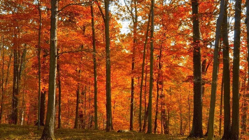Autumn Forest with Orange Trees — Serene
