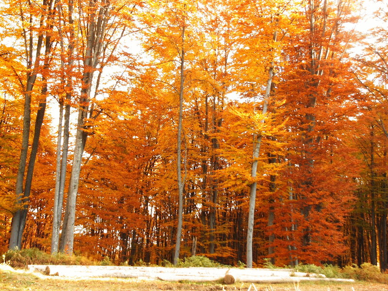 Autumn Forest with Orange Trees