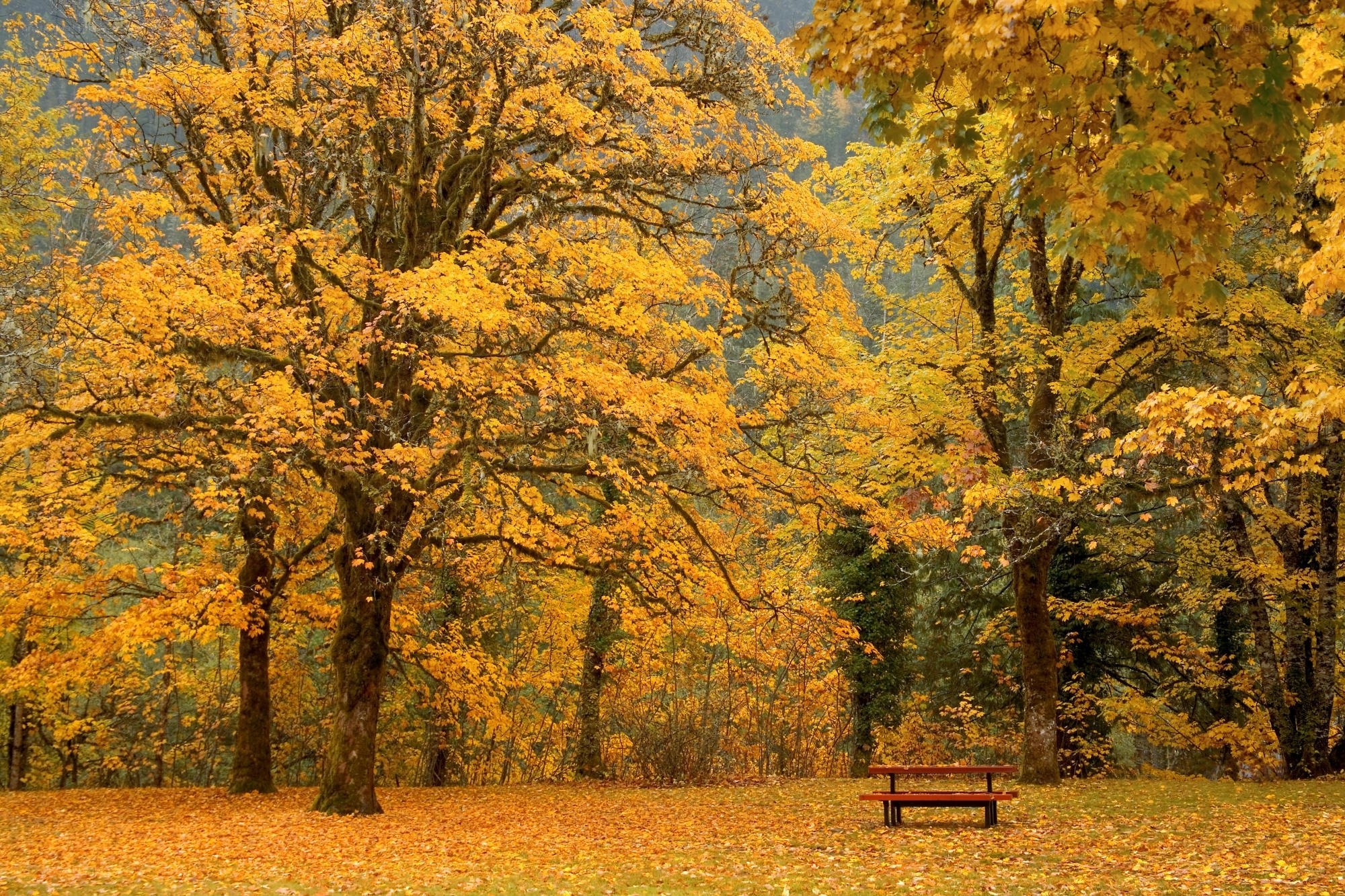 Autumn forest with picnic bench