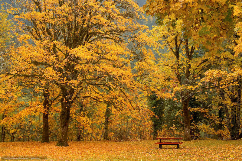 Autumn forest with picnic bench