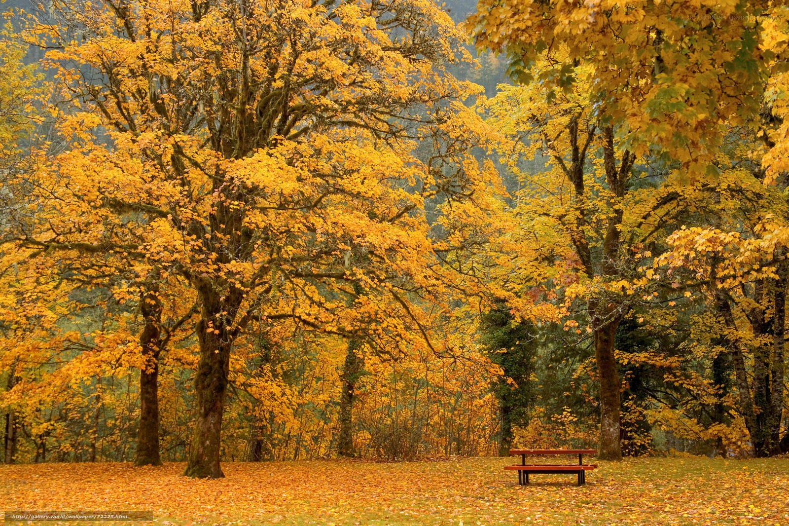 Autumn forest with picnic bench