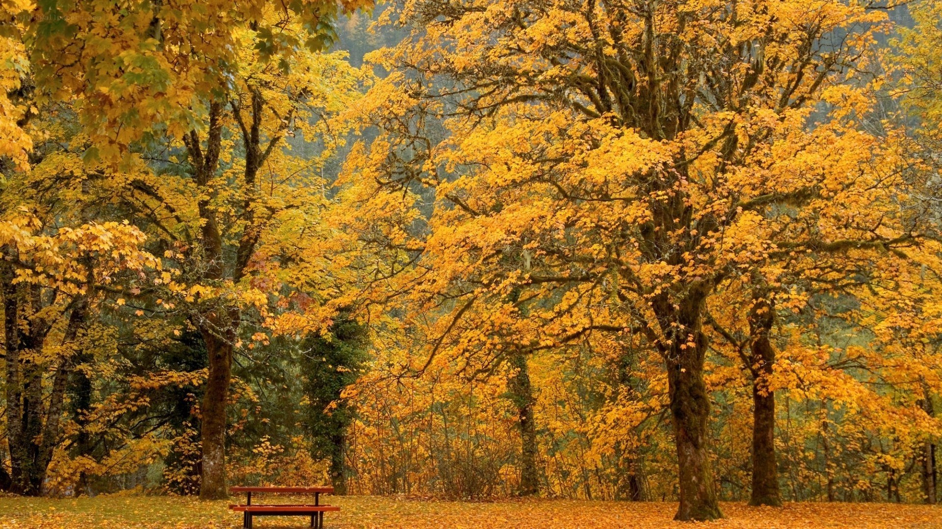 Autumn forest with picnic table