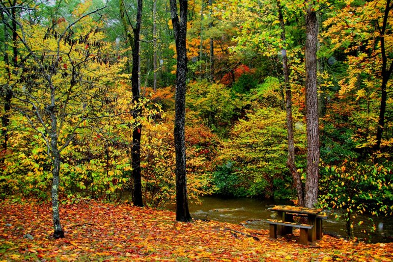 Autumn Forest with Picnic Table — Yellow