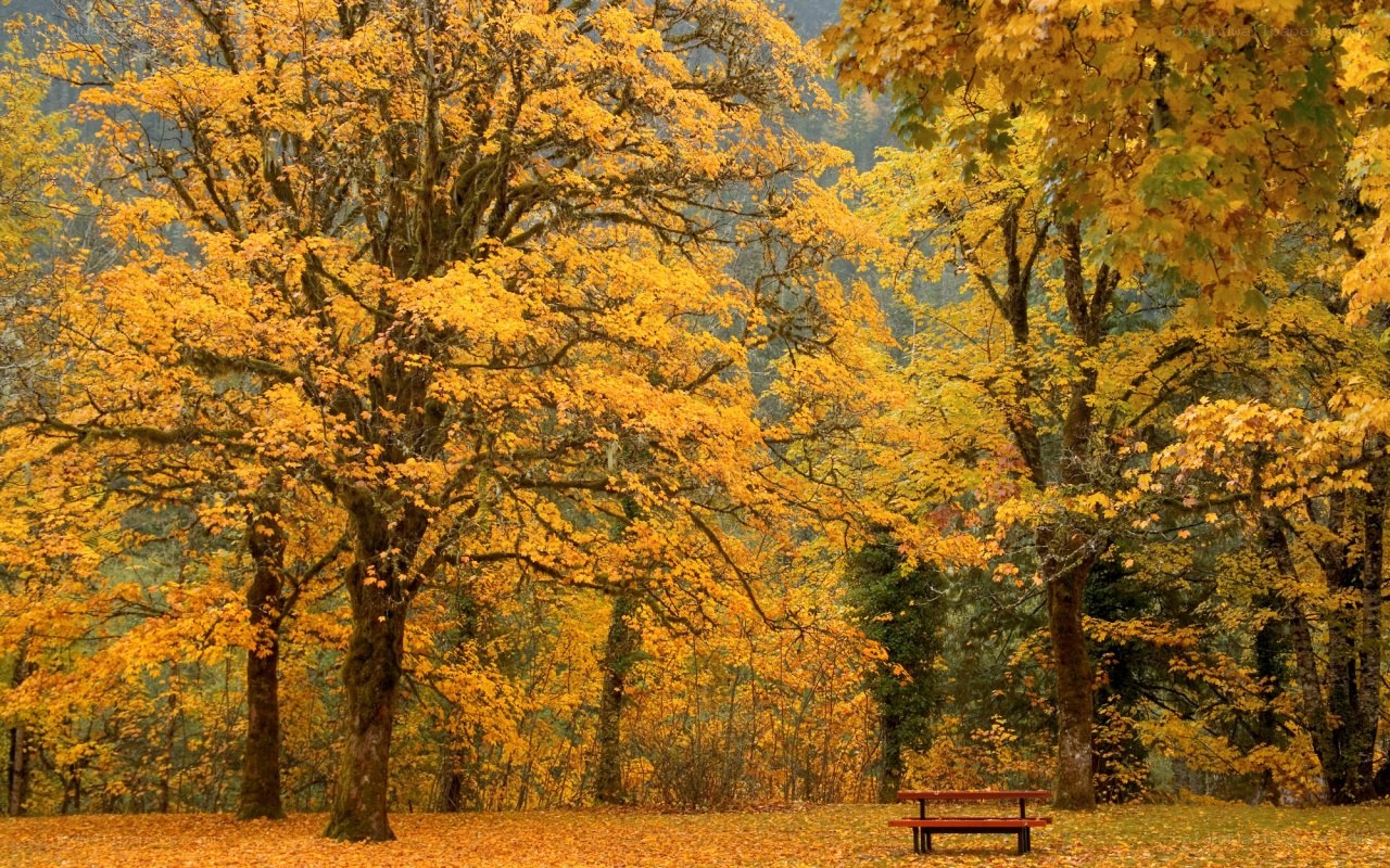 Autumn forest with picnic table