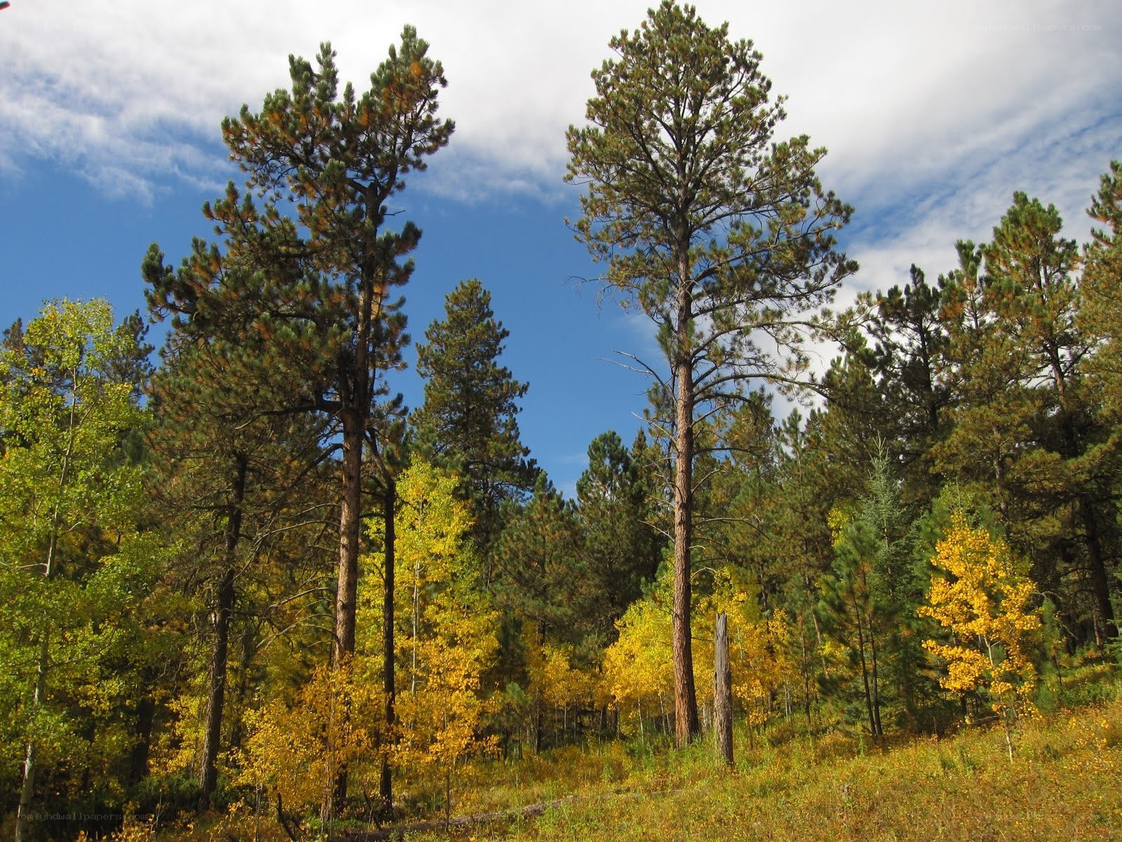 Autumn forest with pine and aspen trees