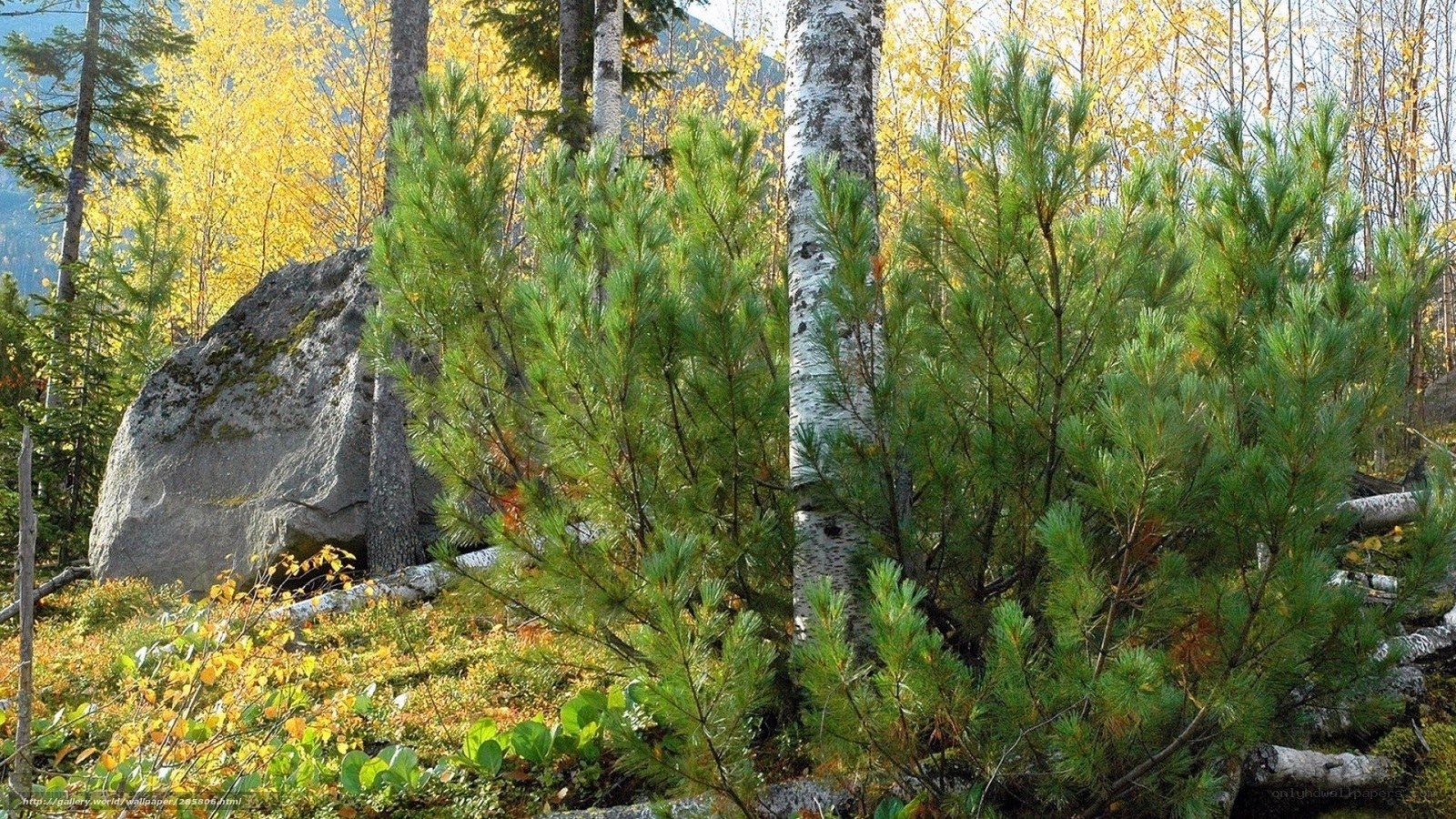 Autumn forest with pine and birch