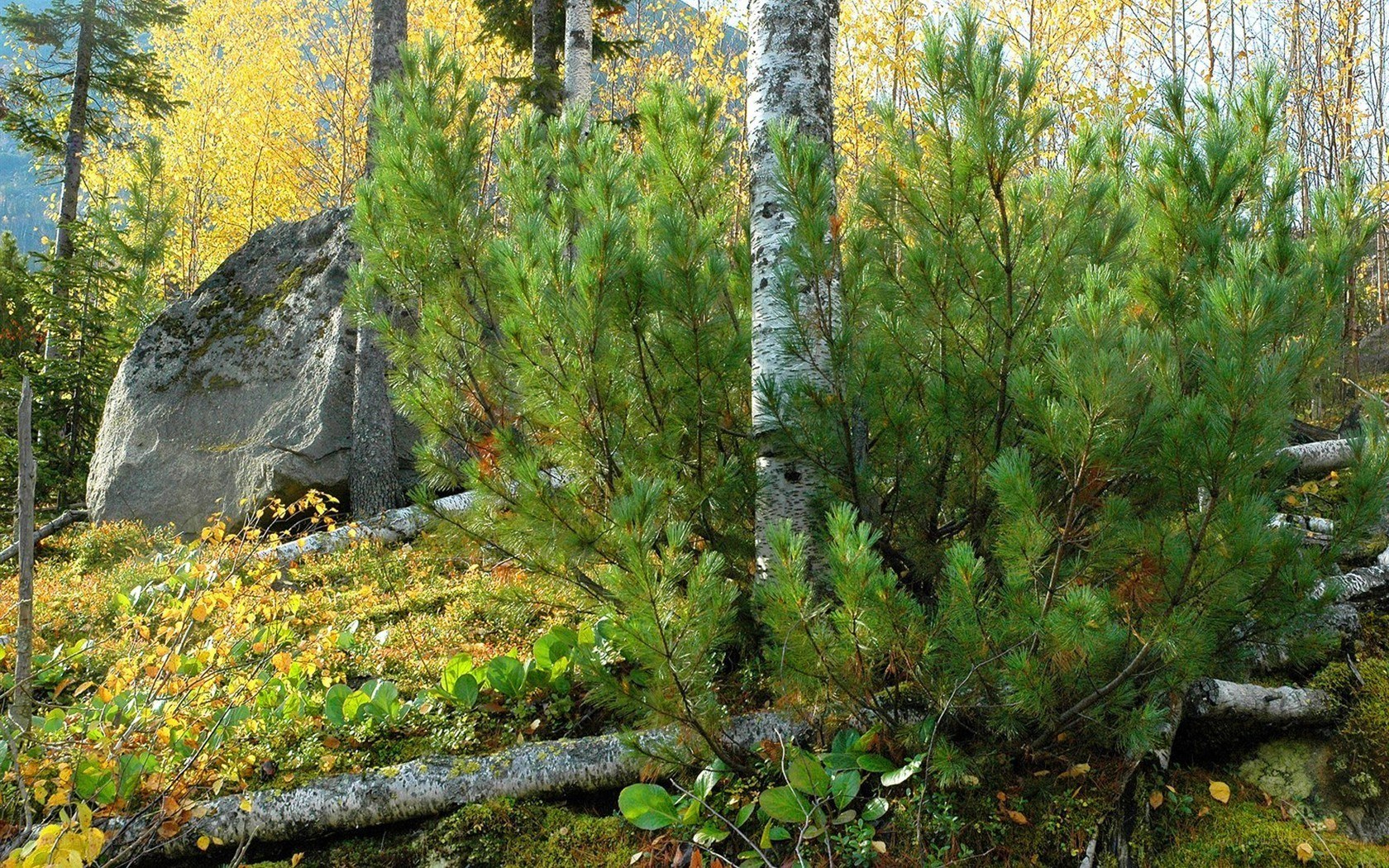 Autumn forest with pine and birch