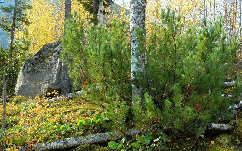 Autumn forest with pine and birch