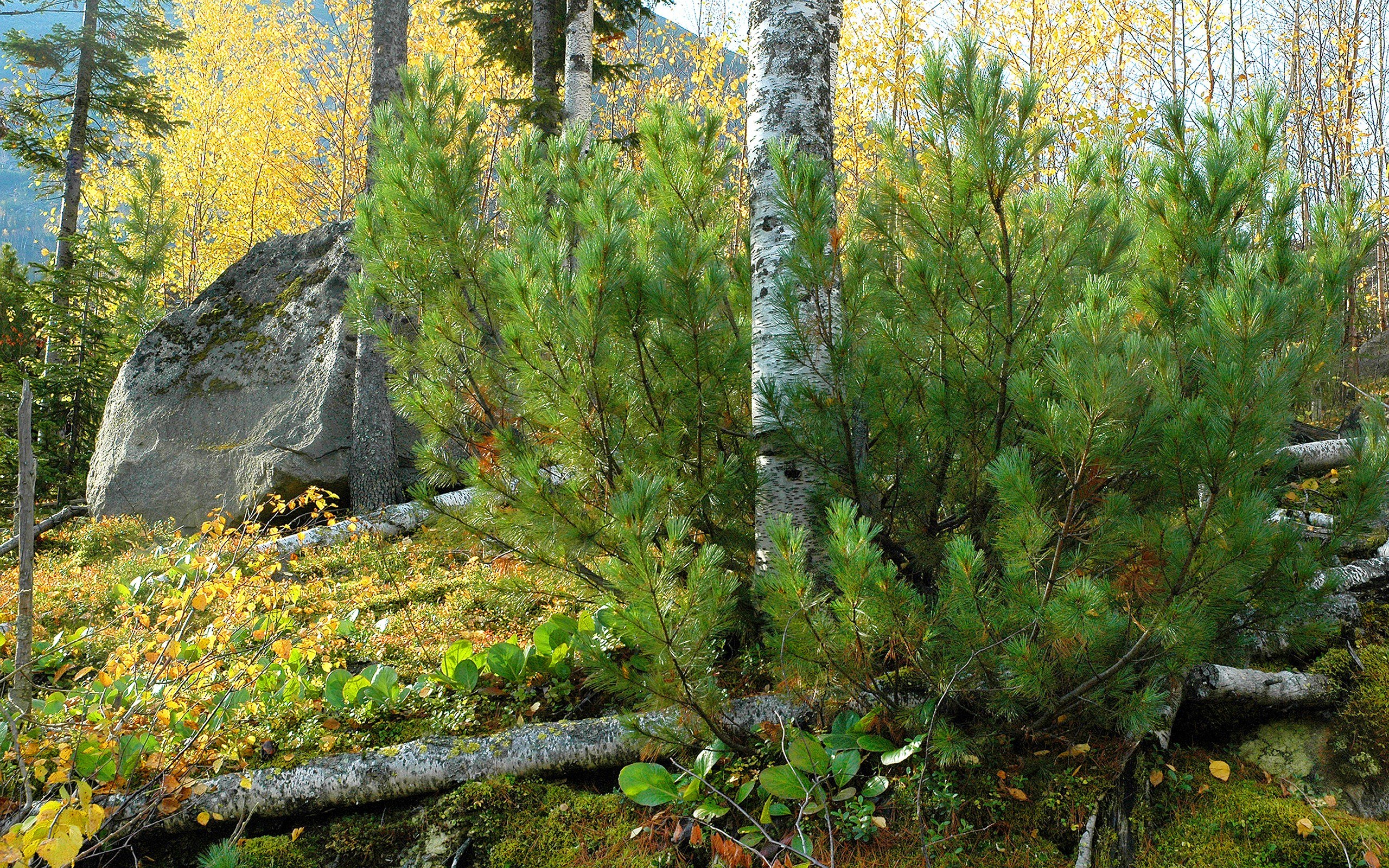 Autumn forest with pine and birch