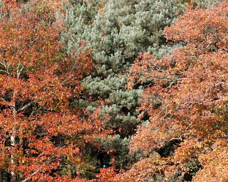 Autumn forest with pine trees