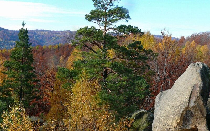 Autumn Forest with Pine Trees — Green