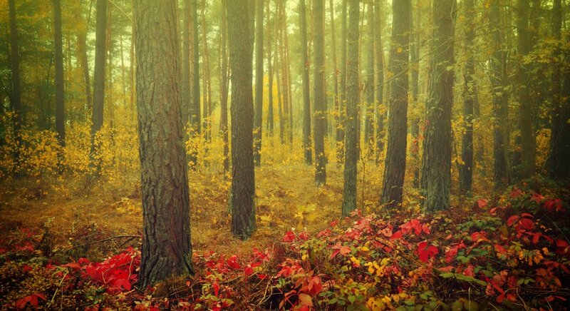 Autumn Forest with Pine Trees — Yellow