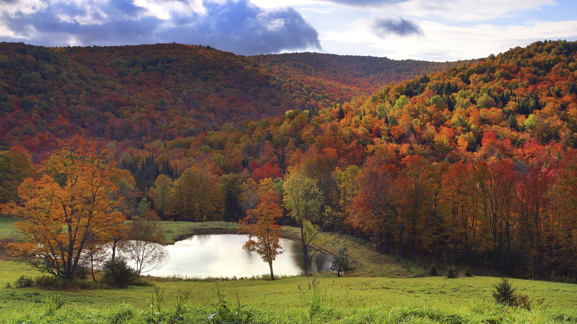Autumn forest with pond