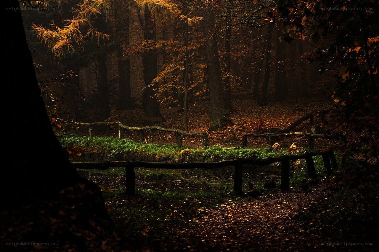 Autumn forest with pond