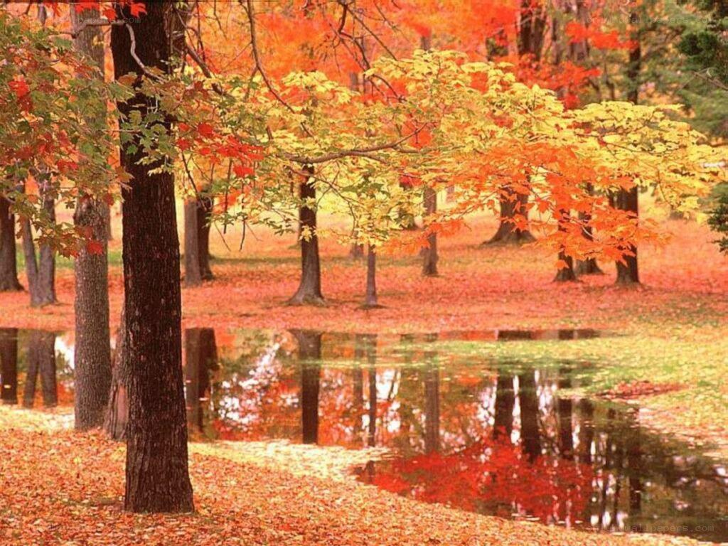 Autumn forest with pond