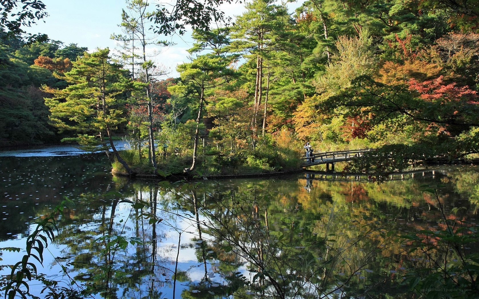 Autumn forest with pond and bridge