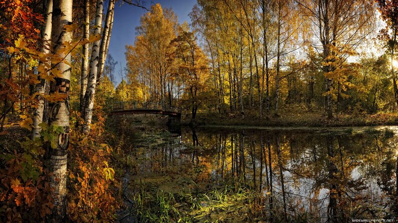 Autumn forest with pond and bridge