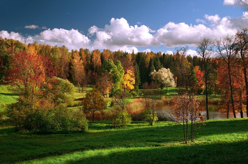 Autumn Forest with Pond — Green, Serene, Photograph