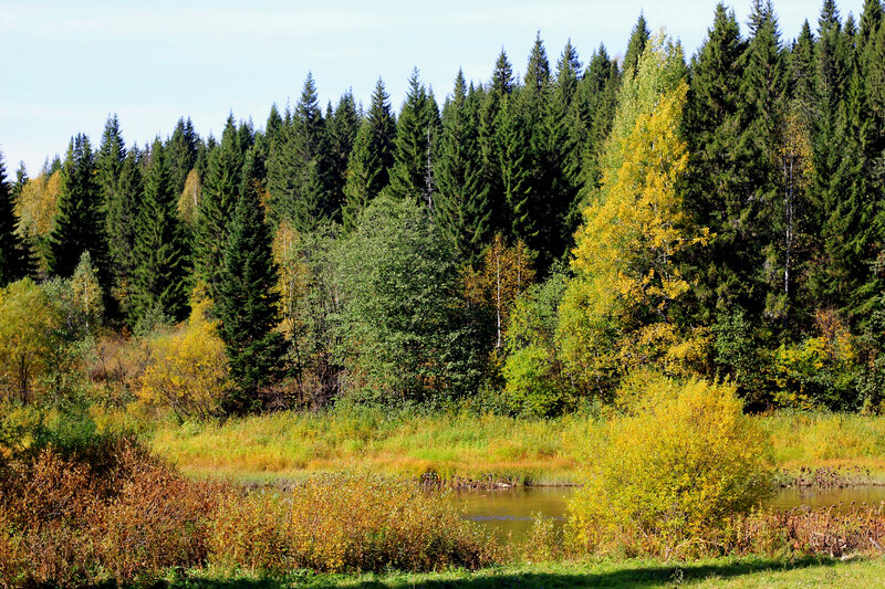 Autumn Forest with Pond — Green, Serene, Photograph, Trees