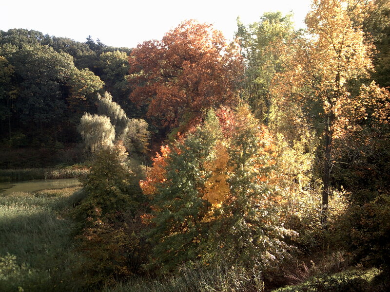 Autumn Forest with Pond — Green, Serene