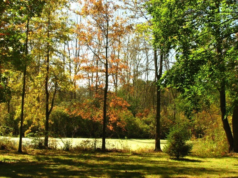 Autumn Forest with Pond — Green