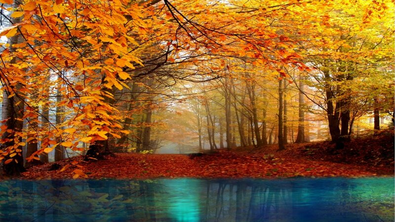 Autumn Forest with Pond — Orange, Serene, Photograph