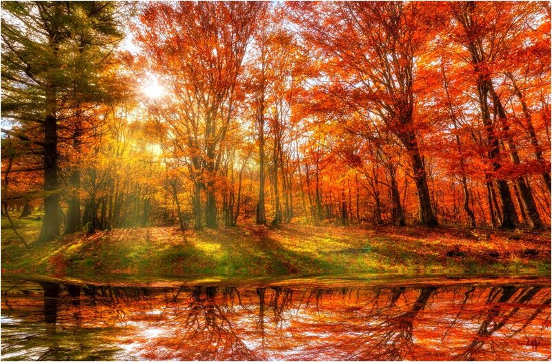 Autumn Forest with Pond — Orange, Serene