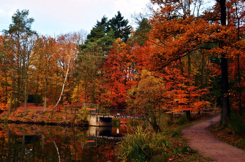 Autumn Forest with Pond — Orange