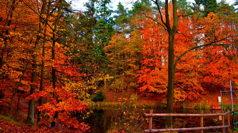 Autumn Forest with Pond — Red, Serene