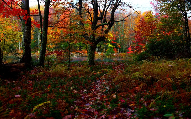 Autumn Forest with Pond — Red