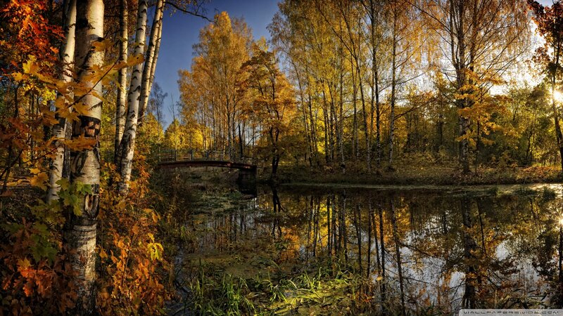 Autumn Forest with Pond — Yellow, Serene, Photograph, Trees